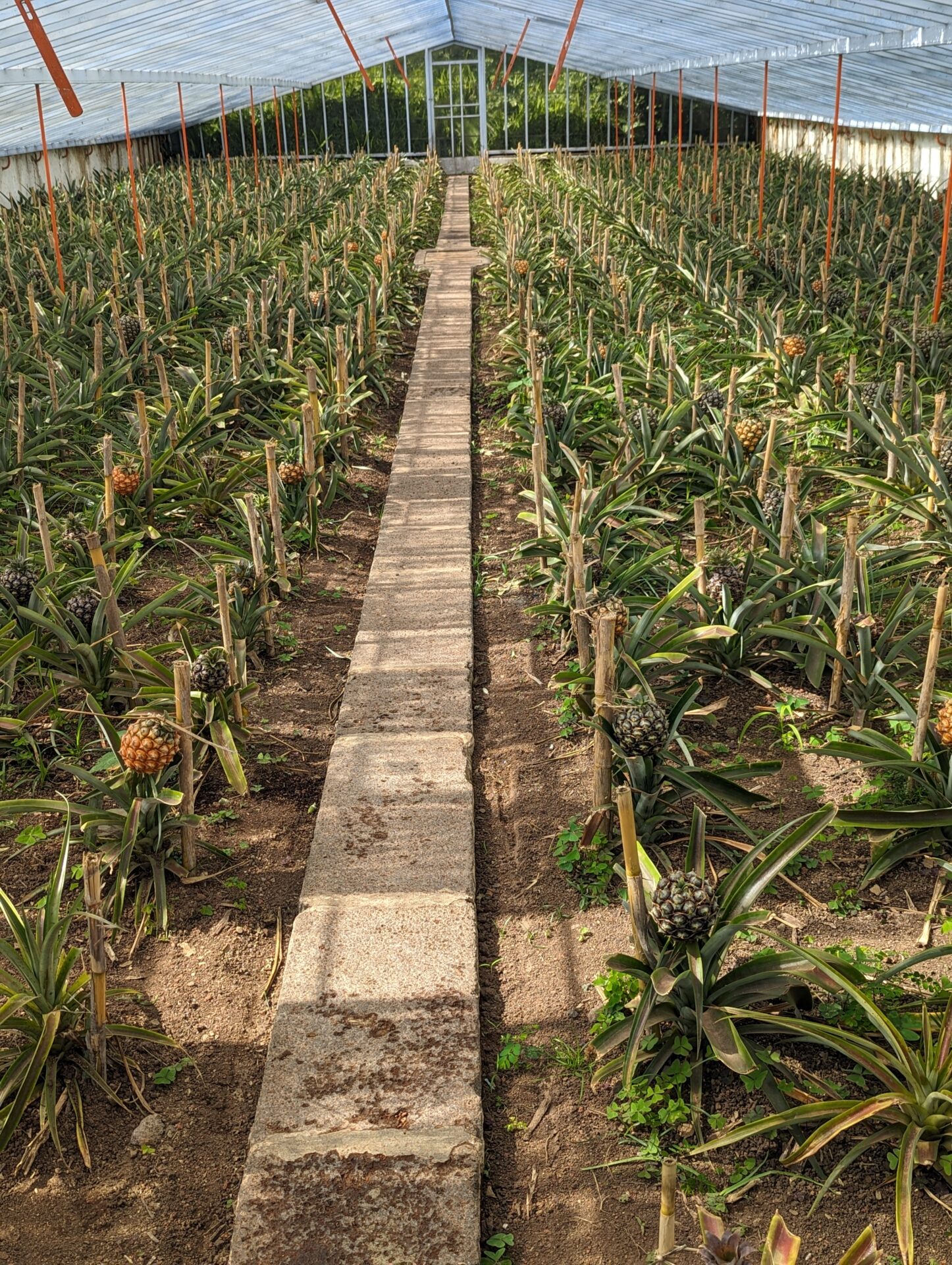 Ananas Plantage São Miguel