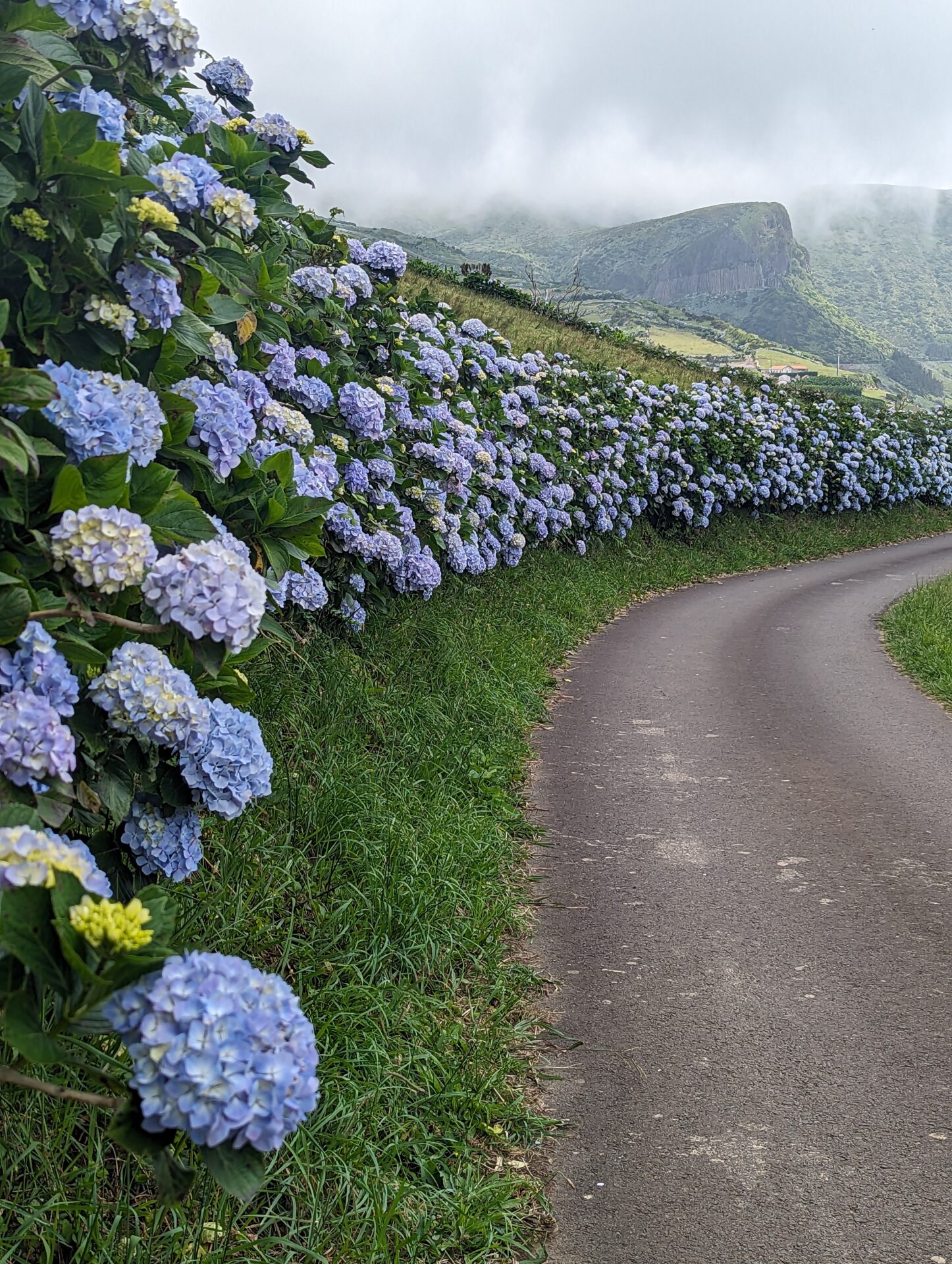 Flores Azoren