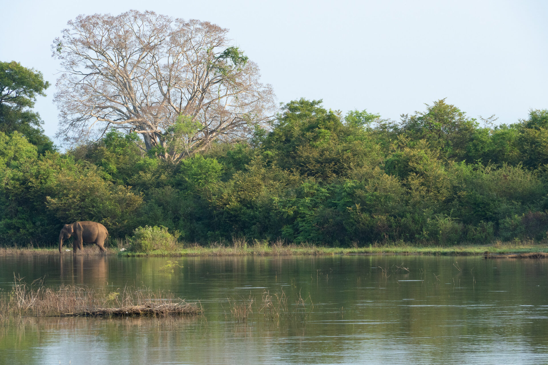 Udawalawe Nationalpark